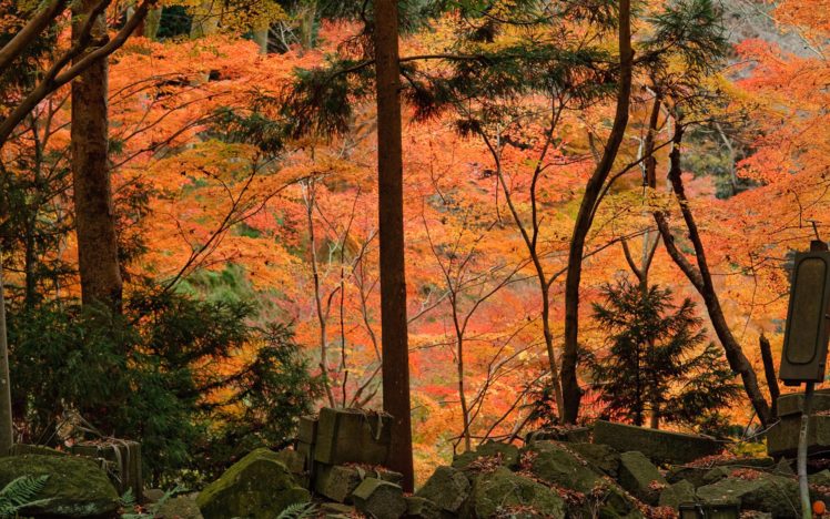 japan, Nature, Trees, Forests HD Wallpaper Desktop Background