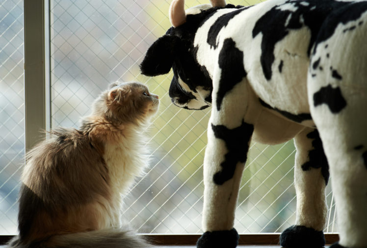 cat, Toy, Box, Cow HD Wallpaper Desktop Background