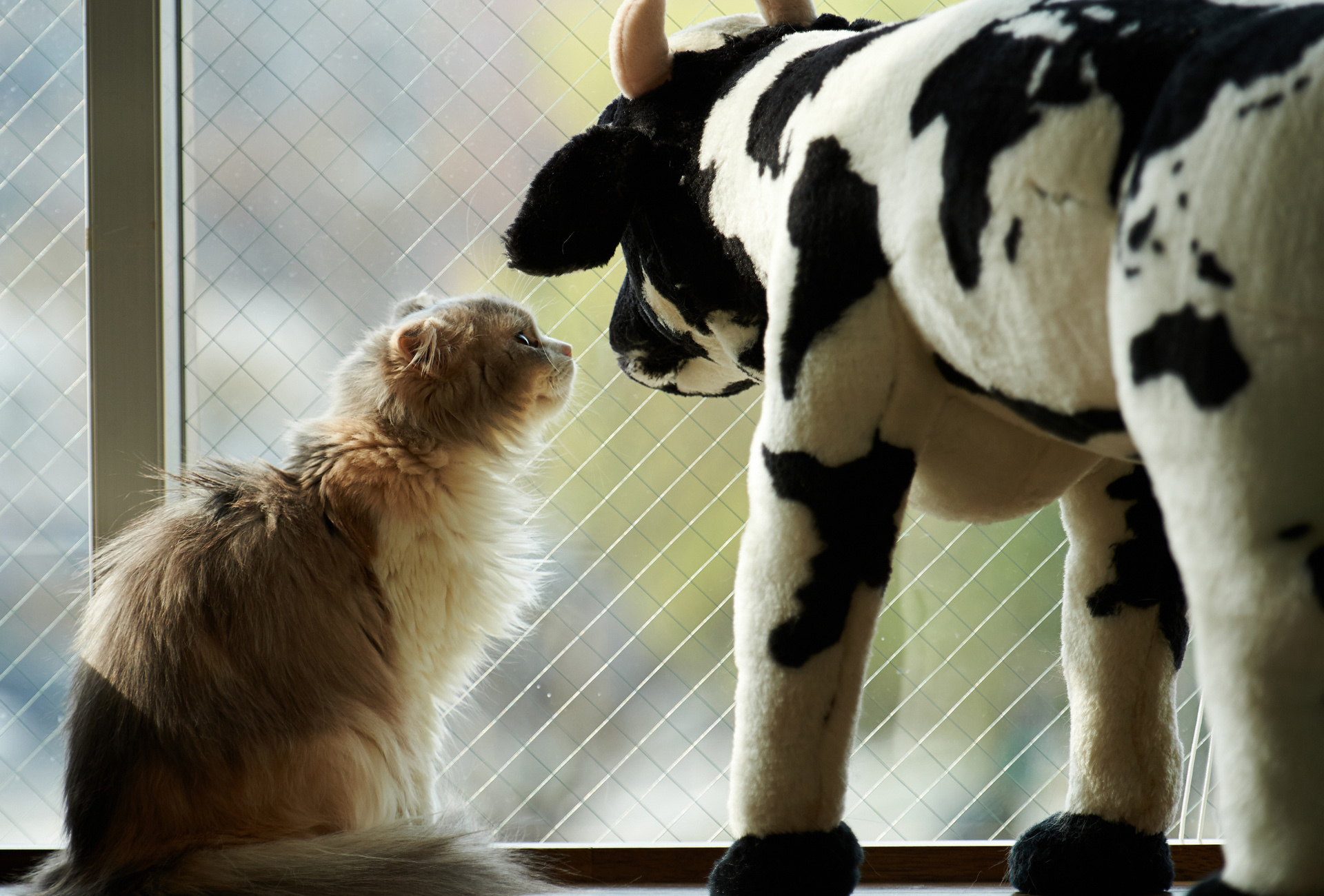cat, Toy, Box, Cow Wallpaper
