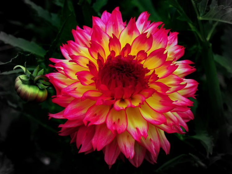 dahlias, Flowers HD Wallpaper Desktop Background