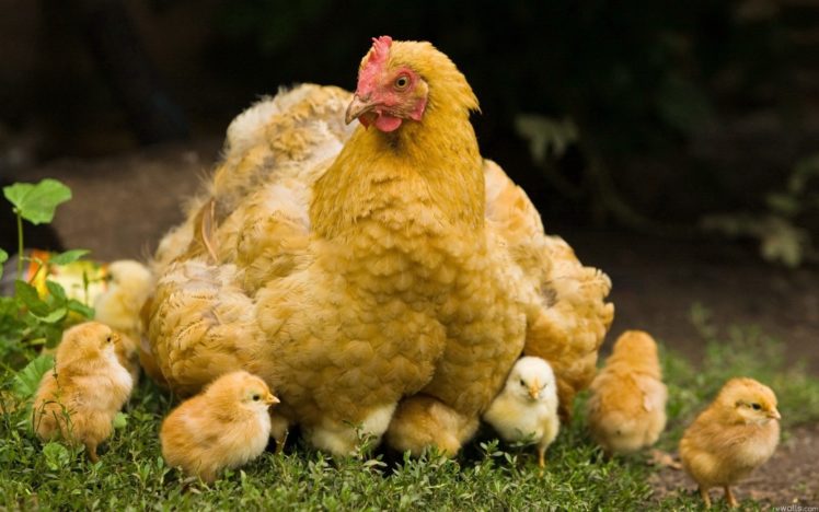 birds, Chickens, Chicks, Chickens, Baby, Birds, Animals, Bird HD Wallpaper Desktop Background