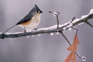 birds, Frozen, Michigan, Branches, Tufted, Titmouse, Icy, Animals, Bird