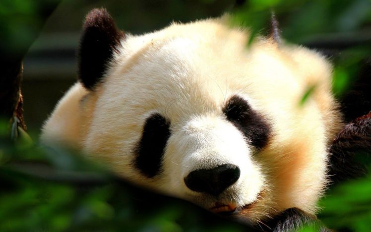 japan, Animals, Panda, Bears HD Wallpaper Desktop Background