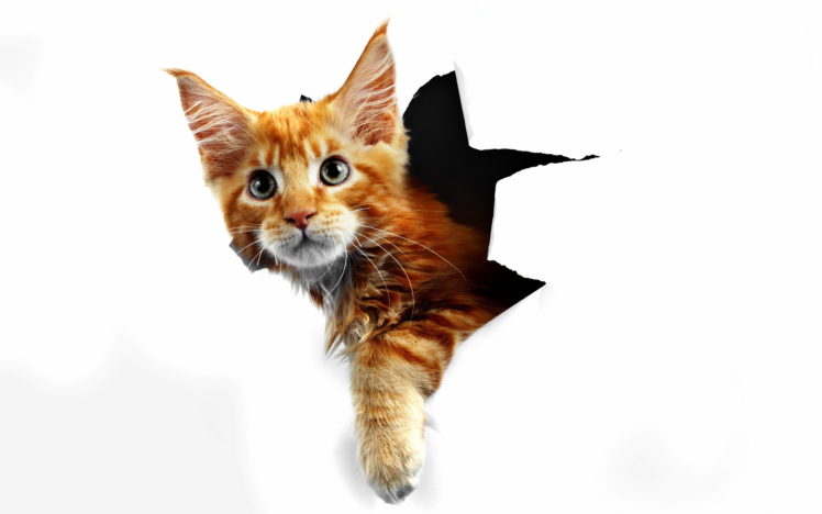 cat, Red, Paper HD Wallpaper Desktop Background