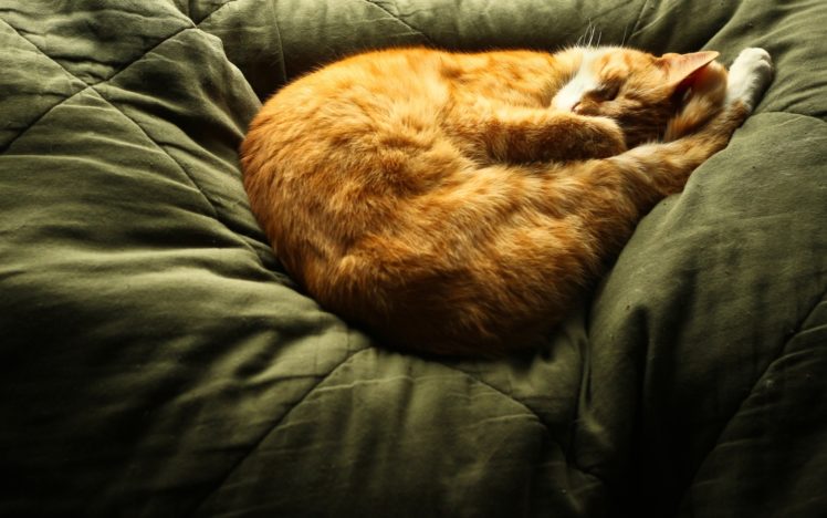 cat, Sleep, Sleeping, Red, Mood HD Wallpaper Desktop Background