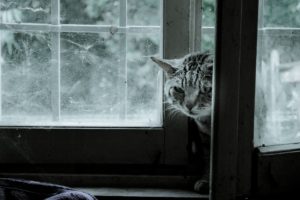 cat, Window, Web