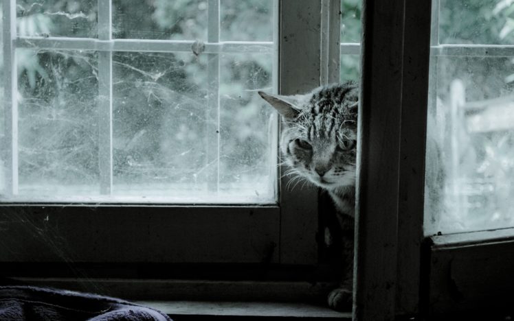 cat, Window, Web HD Wallpaper Desktop Background