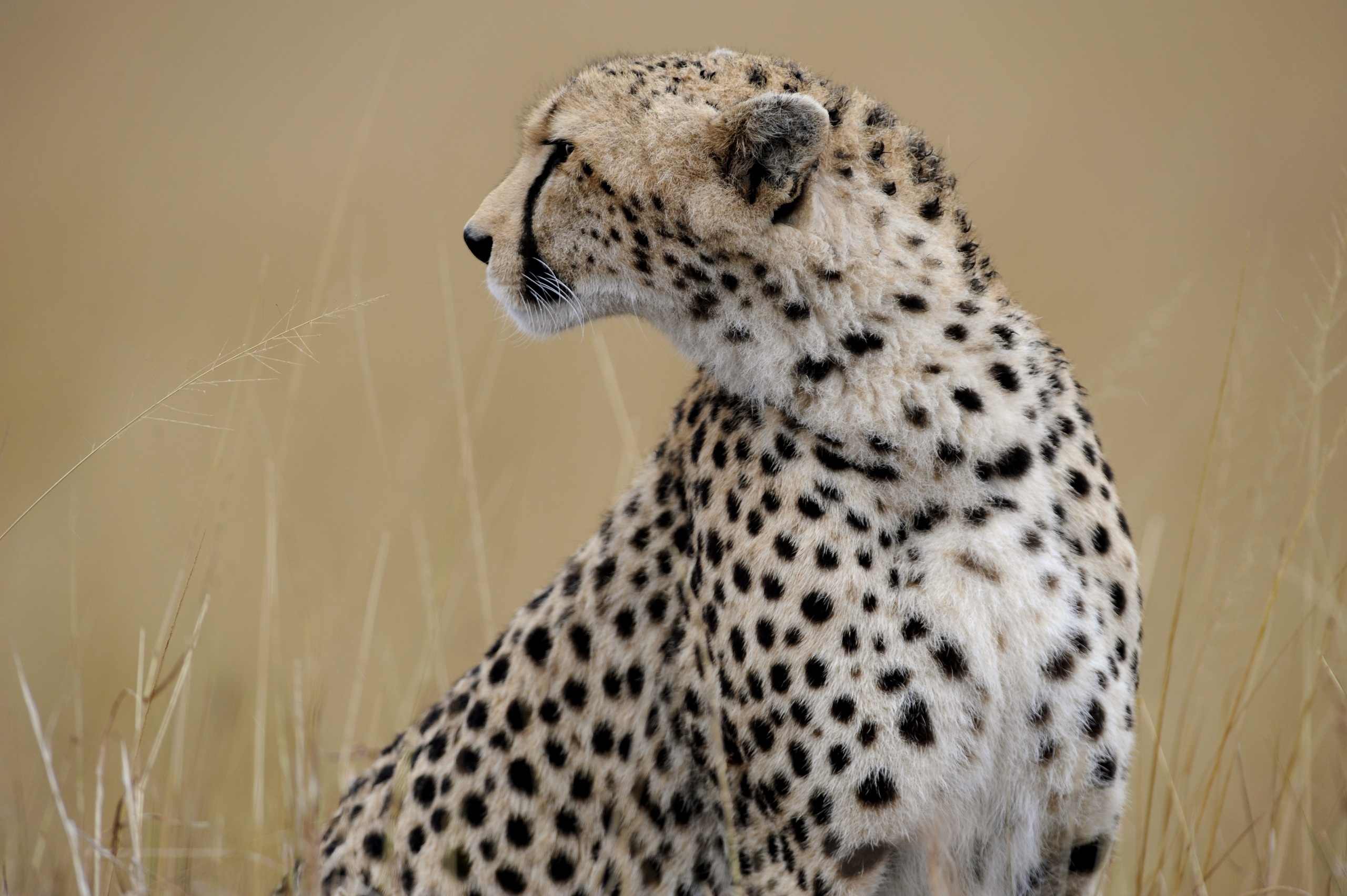 cheetah, Wild, Cat Wallpaper