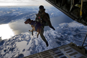 dog, Soldier, Military