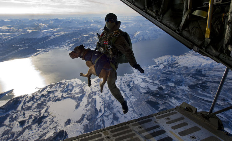 dog, Soldier, Military HD Wallpaper Desktop Background