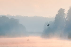 morning, Lake, Mist, Bird, Landscape