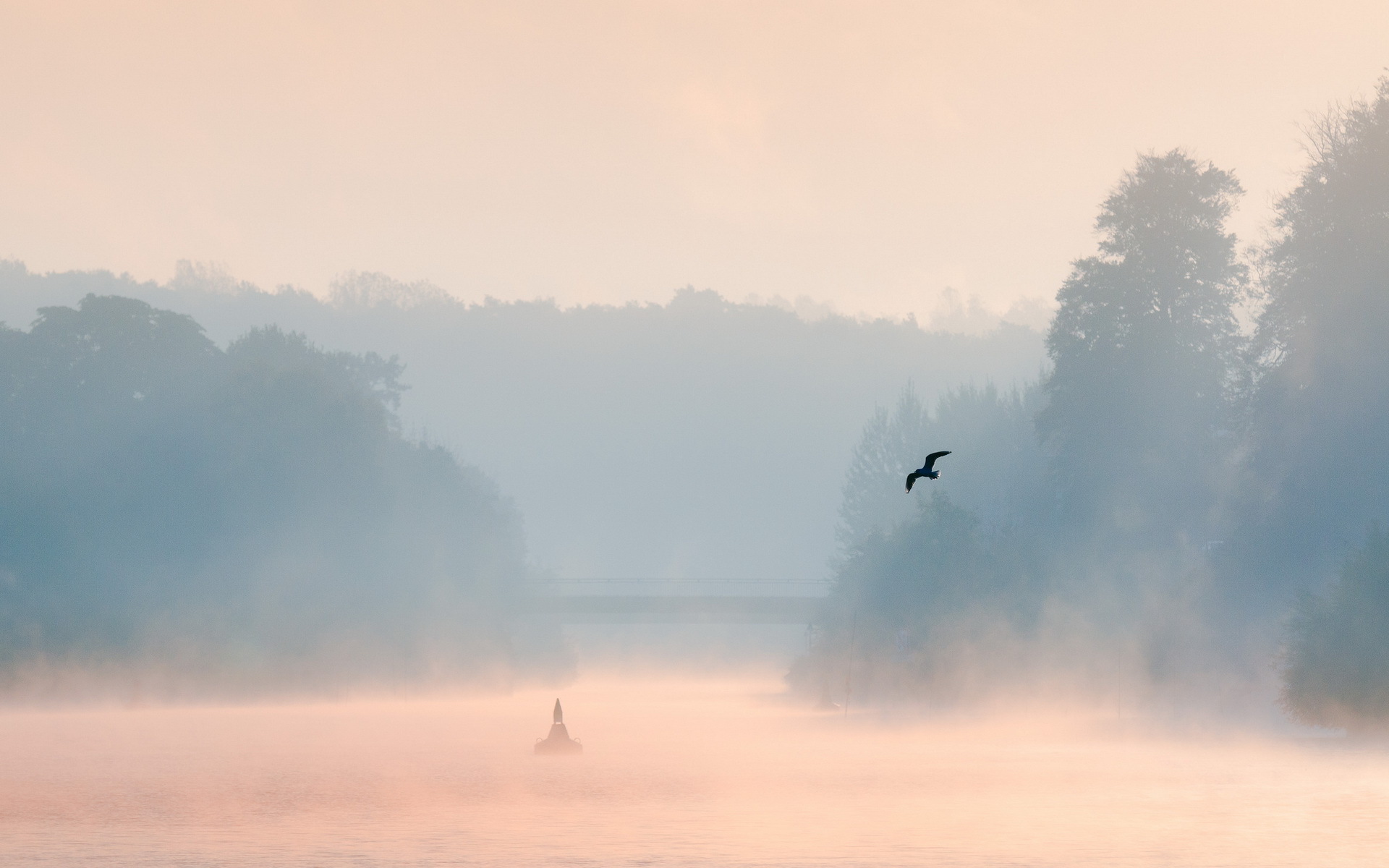 morning, Lake, Mist, Bird, Landscape Wallpaper