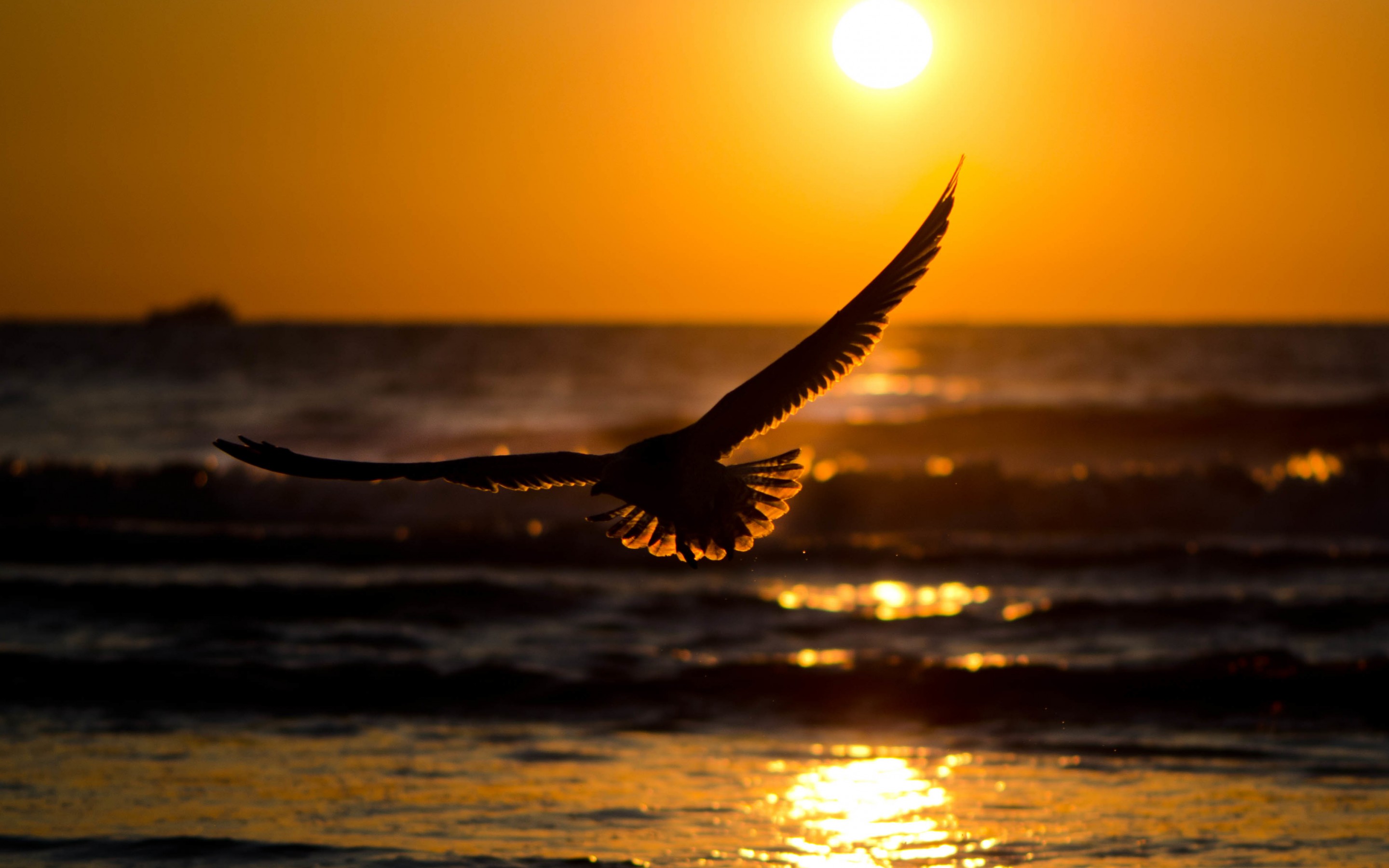 nature, Water, Sea, River, Waves, Wave, Sun, Reflection, Reflections, Bird Wallpaper