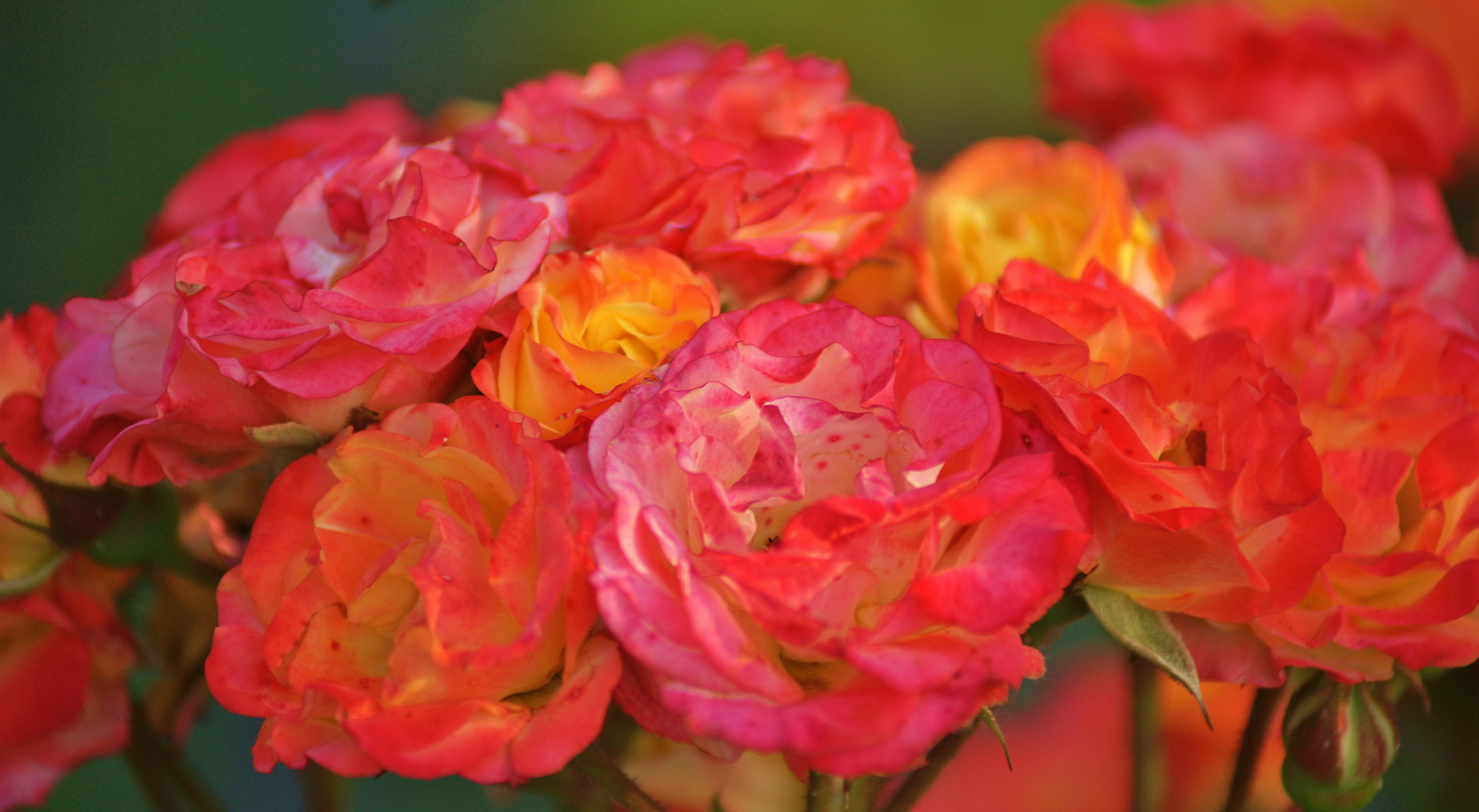 rose, Macro, Petals Wallpaper