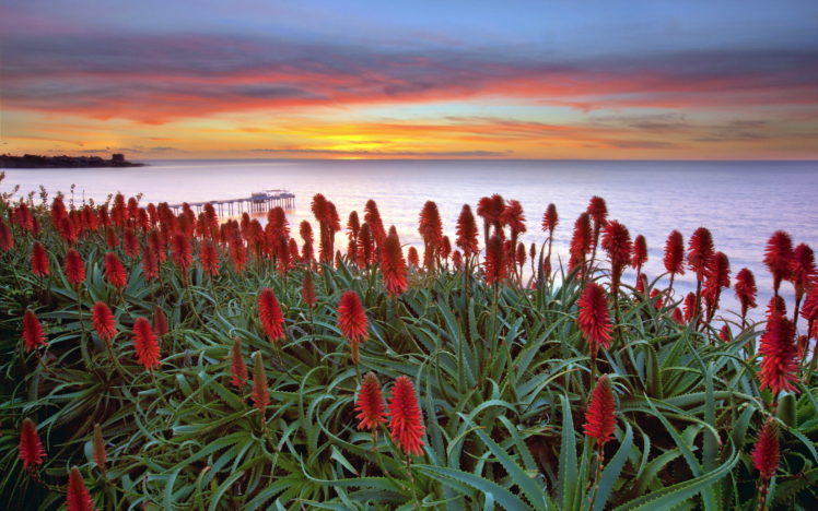 sea, Flowers, Sunset HD Wallpaper Desktop Background
