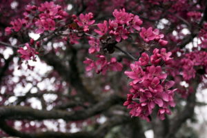 spring, Branches, Nature, Tree, Blossoms