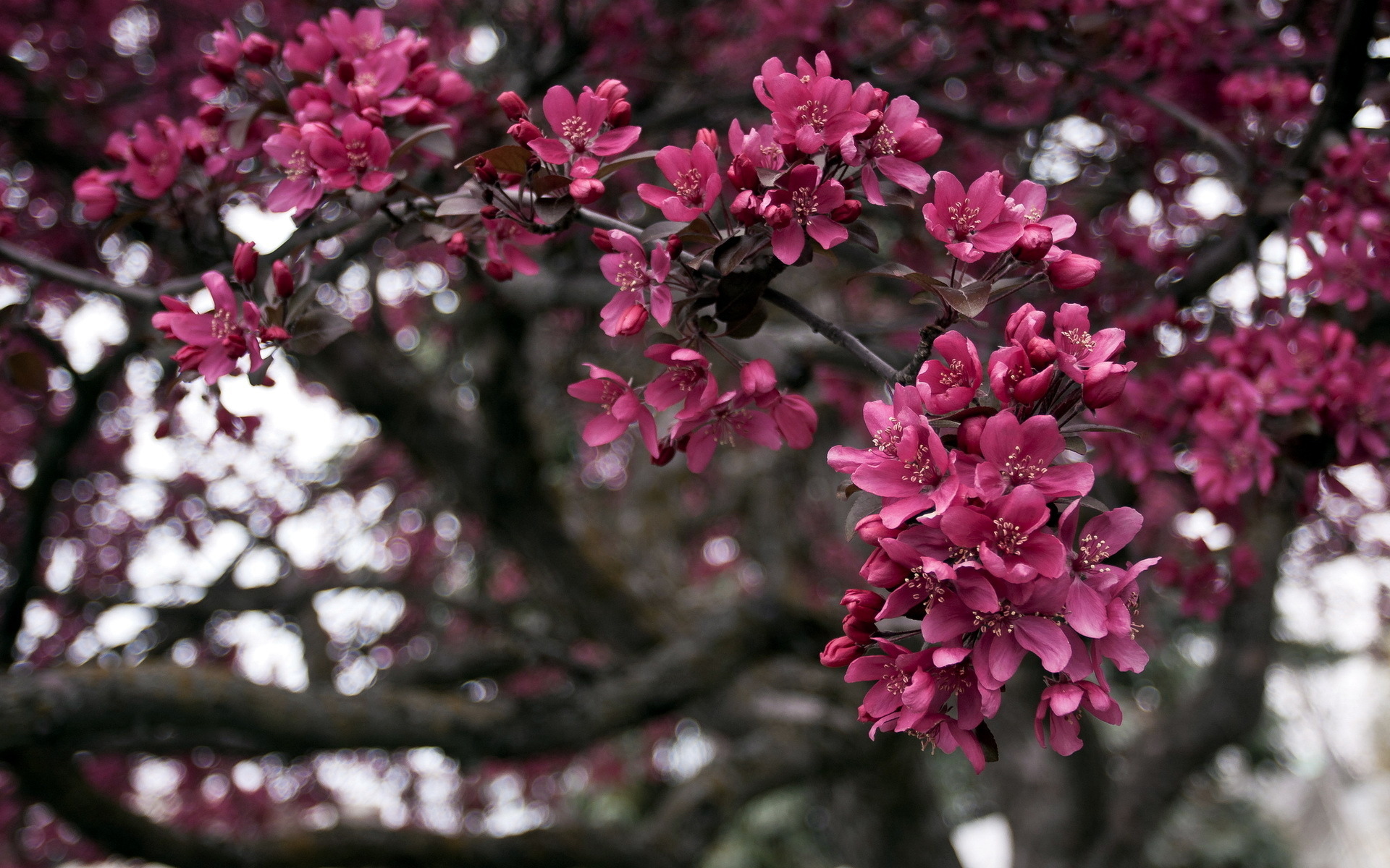 spring, Branches, Nature, Tree, Blossoms Wallpaper