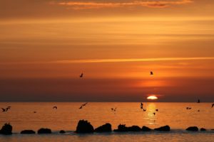sunset, Landscapes, Birds, Waterscapes, Beach