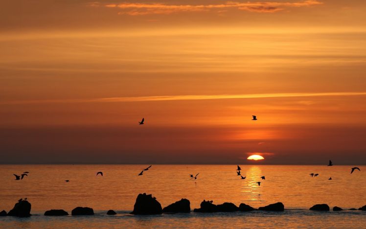sunset, Landscapes, Birds, Waterscapes, Beach HD Wallpaper Desktop Background