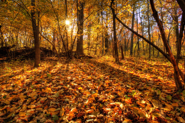 trees, Forest, Leaves, Autumn HD Wallpaper Desktop Background