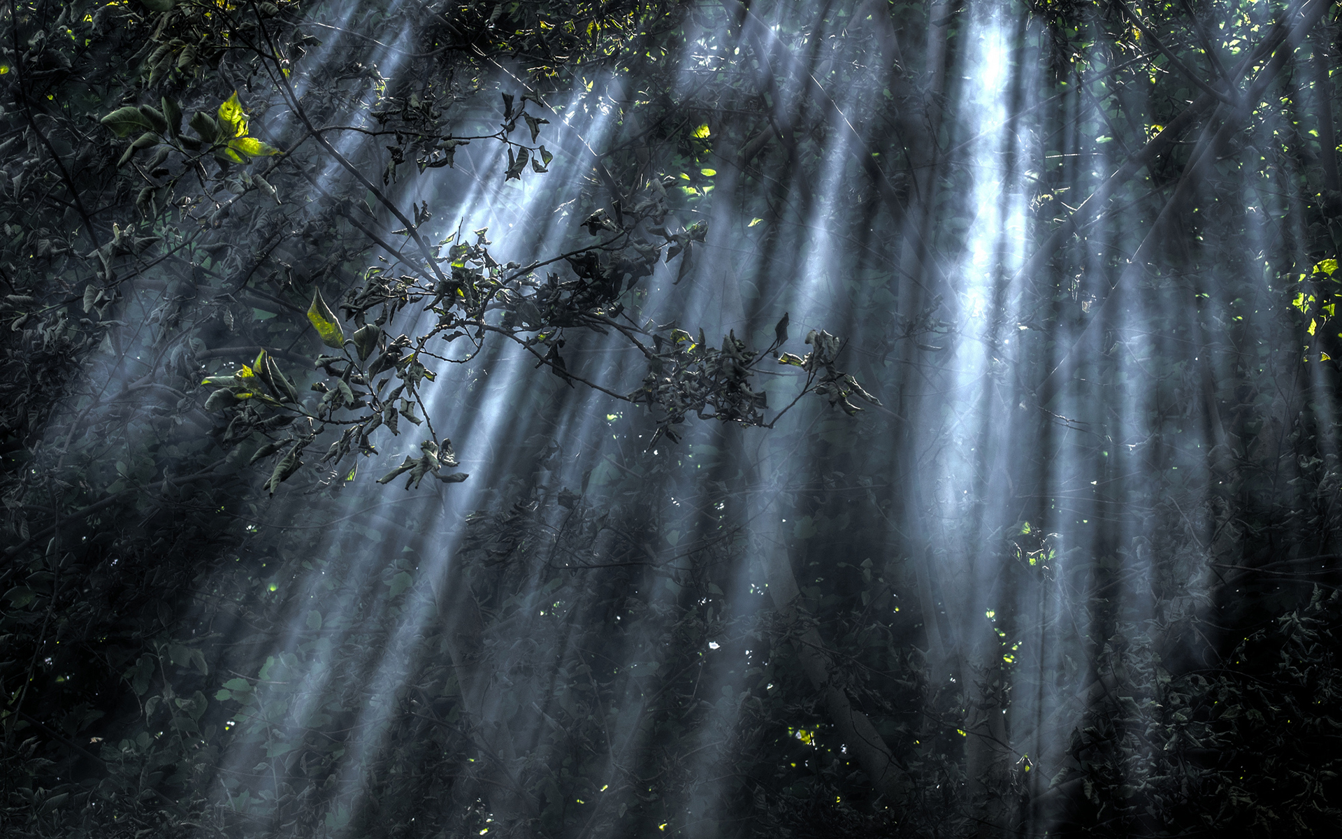 trees, Sunlight Wallpaper