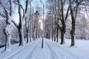 winter, Park, Road, Trees, Lights, Landscape