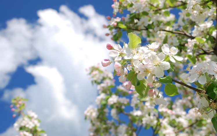 blossom HD Wallpaper Desktop Background