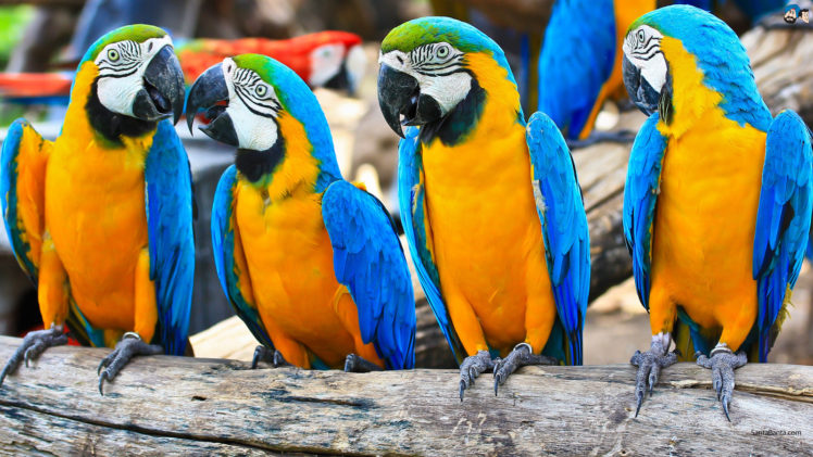 parrots Wallpapers HD / Desktop and Mobile Backgrounds