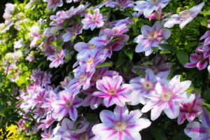 clematis, Pink, Color, Flowers