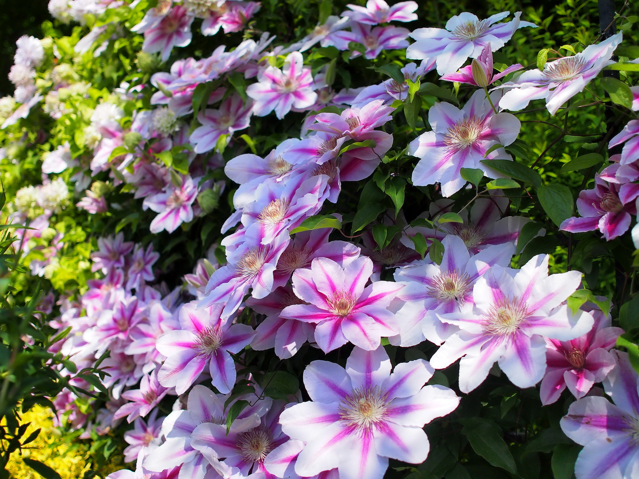 clematis, Pink, Color, Flowers Wallpaper