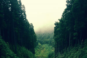 dense, Forest