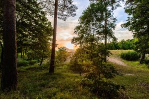 forest, Trees, Leaves, Grass, Path, Sun, Sunrise, Sky, Clouds