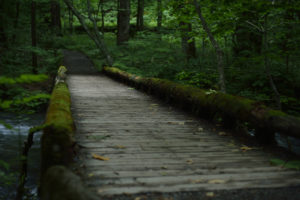 forest, Path, Trail, Trees, Moss