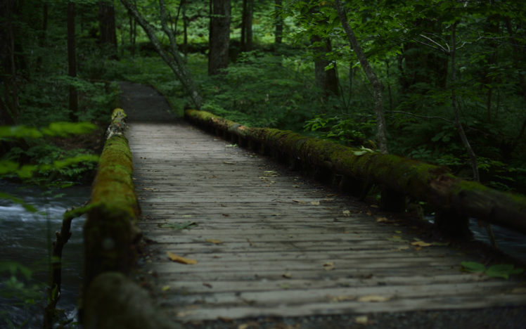 forest, Path, Trail, Trees, Moss HD Wallpaper Desktop Background