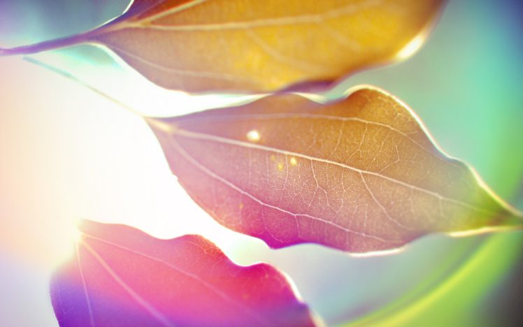 leaves, Artwork, Macro HD Wallpaper Desktop Background