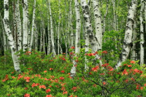 forests, Japan, Birch, Trees, Nature