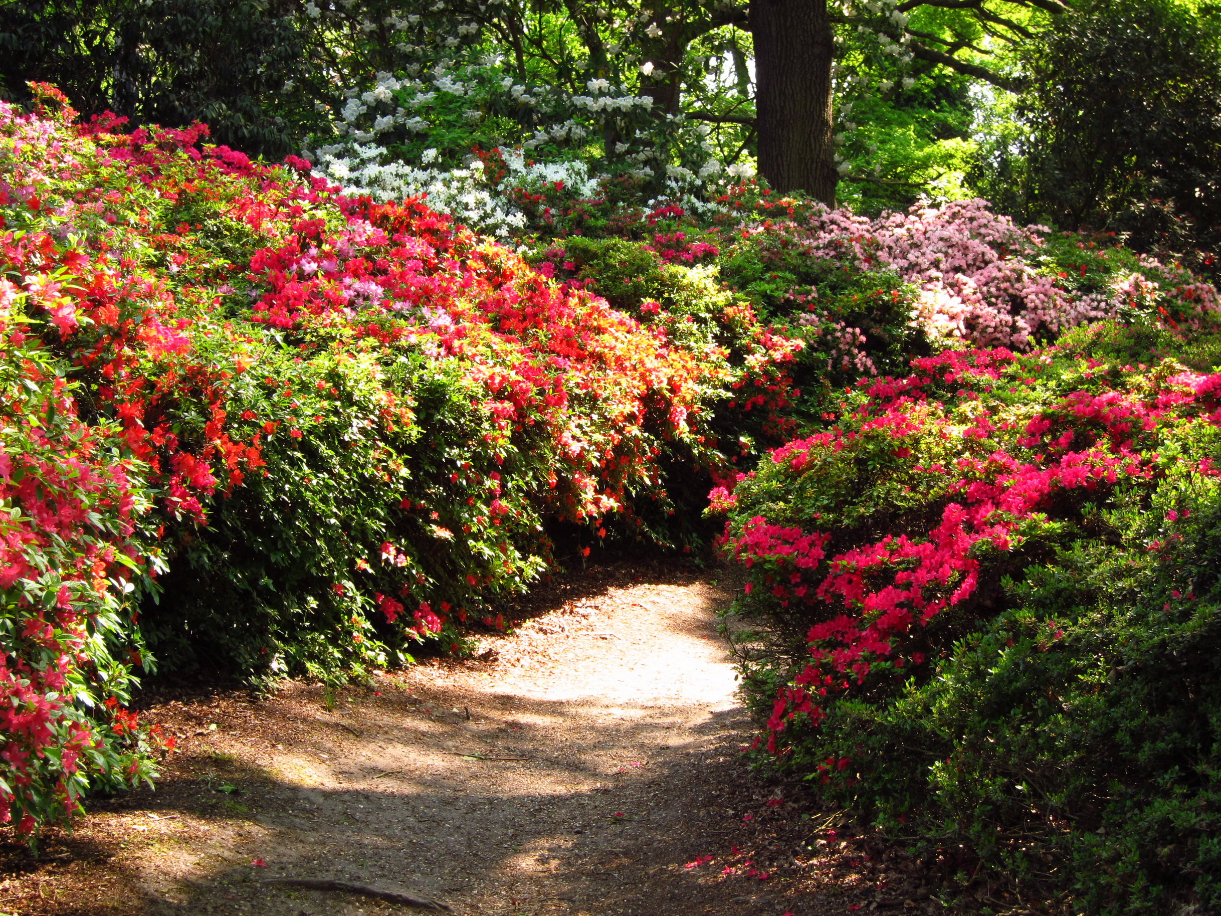garden, England, Azalea, Richmond, Shrubs, Nature Wallpaper