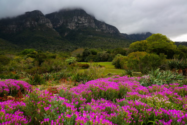 garden, South, Africa, Mountains, Kirstenbosch, Botanic, Nature HD Wallpaper Desktop Background