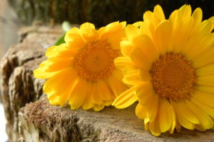 marigold, Wildflower