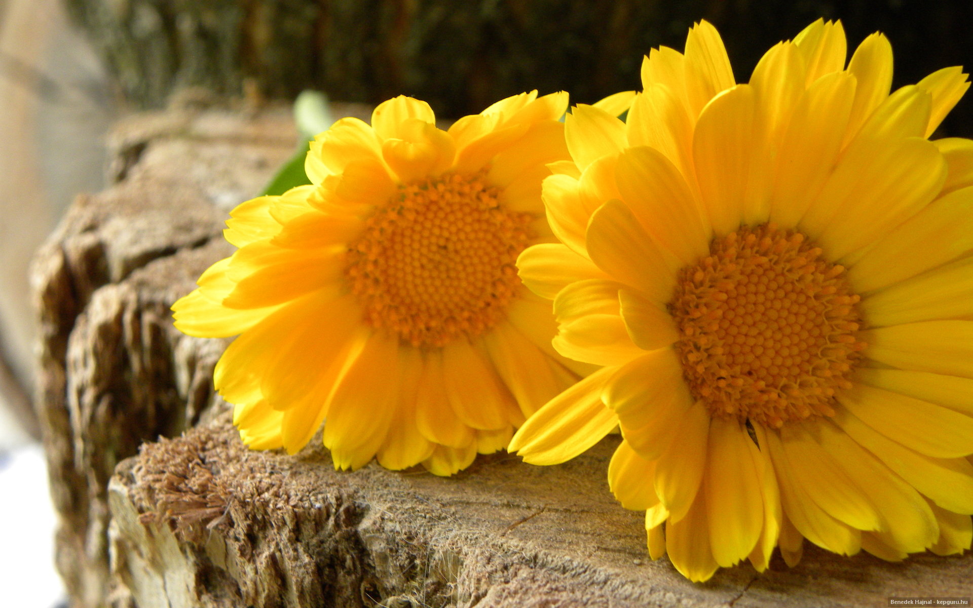 marigold, Wildflower Wallpaper