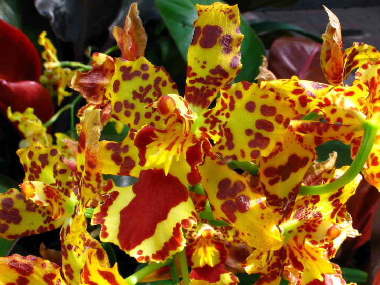 orchid, Flowers HD Wallpaper Desktop Background