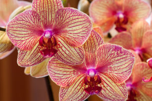 orchids, Exotic, Petals