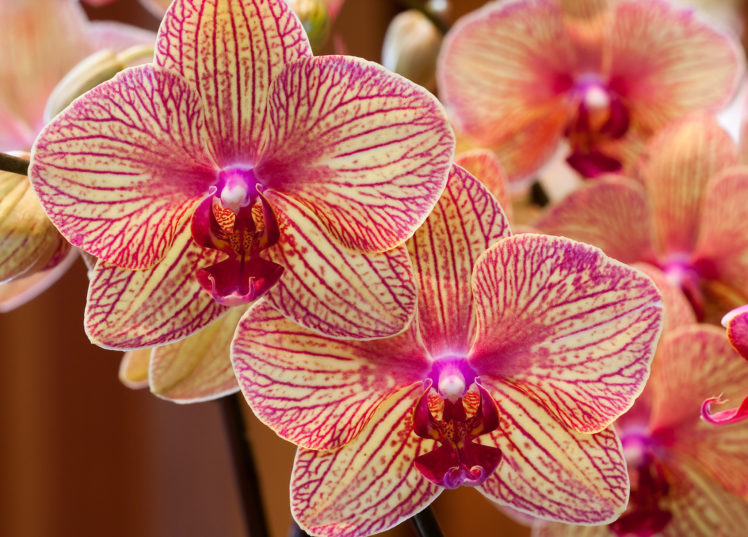 orchids, Exotic, Petals HD Wallpaper Desktop Background