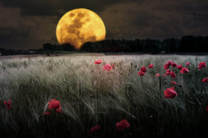 planets, And, Moons, Ground, Corn, Field, Montage, Poppy, Wildflower