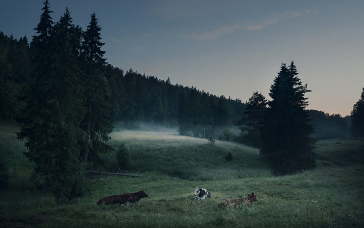 cow, Trees, Grass HD Wallpaper Desktop Background