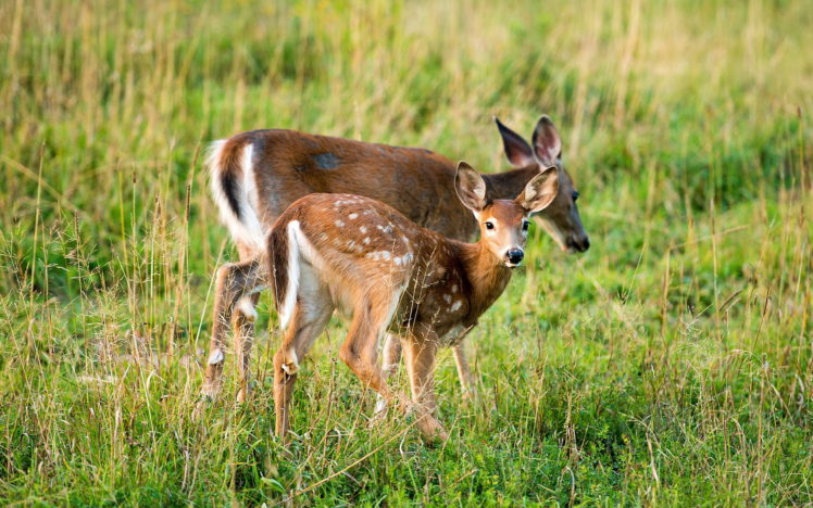 deer, Field, Summer HD Wallpaper Desktop Background