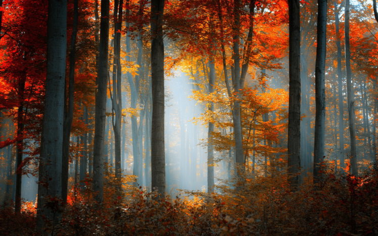 forest, Nature, Landscape, Autumn, Fall HD Wallpaper Desktop Background