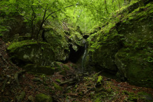 forest, Cave, Green, Trees