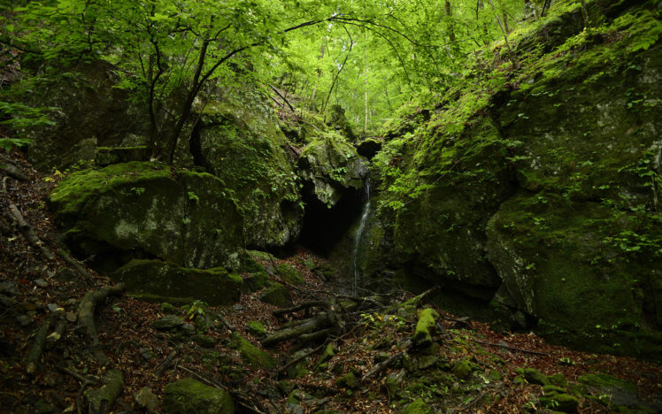 forest, Cave, Green, Trees HD Wallpaper Desktop Background