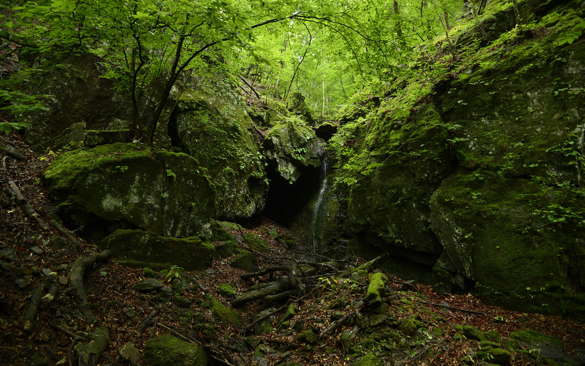 forest, Cave, Green, Trees Wallpaper